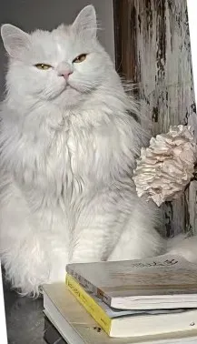 Fantuan, a long-haired white cat, sitting on a stack of books